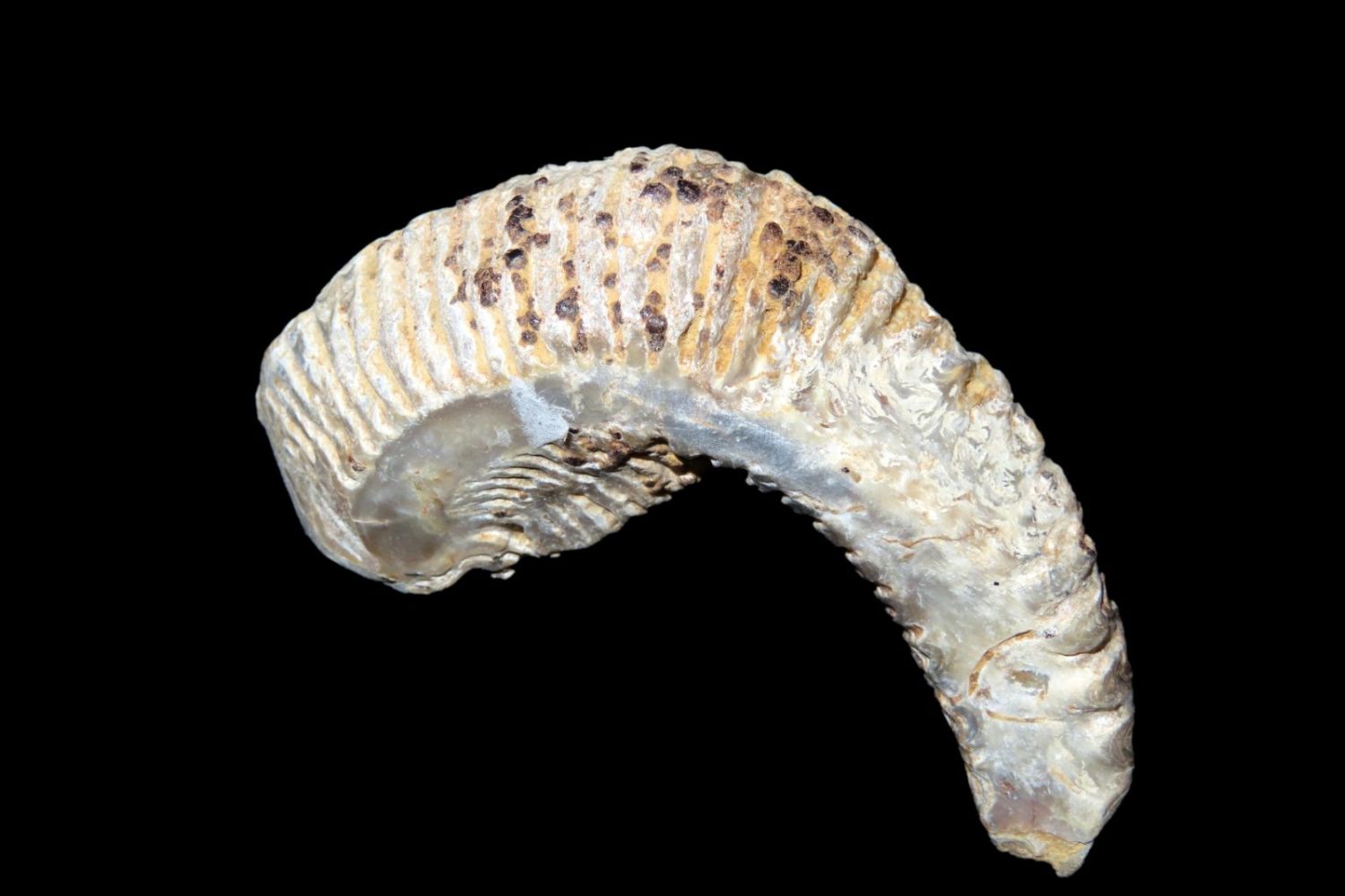 Ammonite Fossil